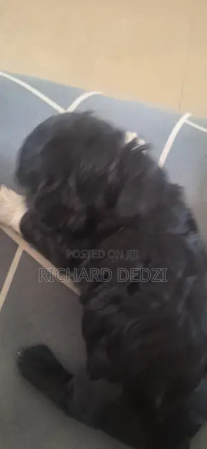 1-3 months Female Mixed Breed Poodle