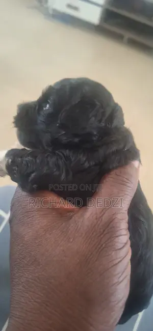 1-3 months Female Mixed Breed Poodle