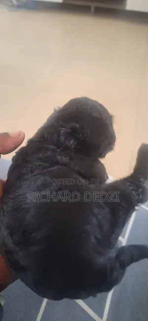 1-3 months Female Mixed Breed Poodle