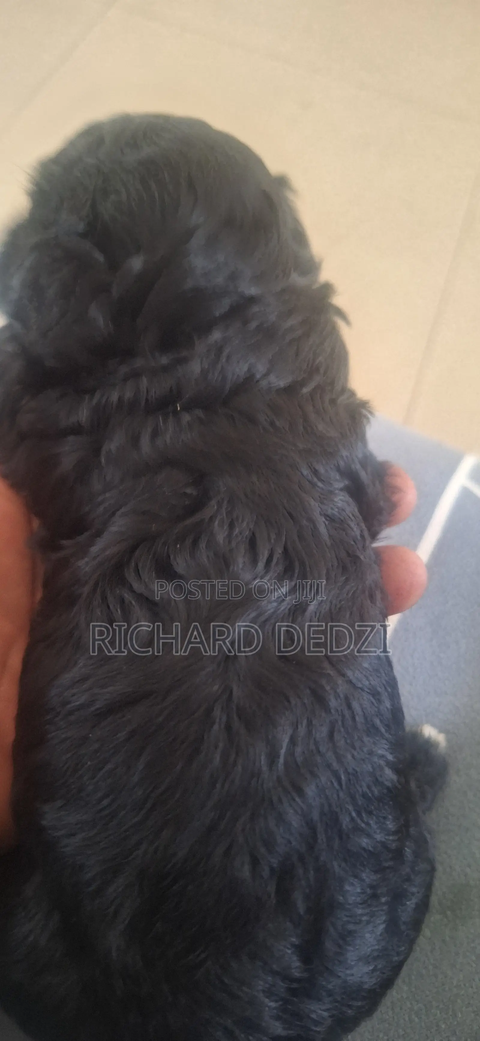 1-3 months Female Mixed Breed Poodle