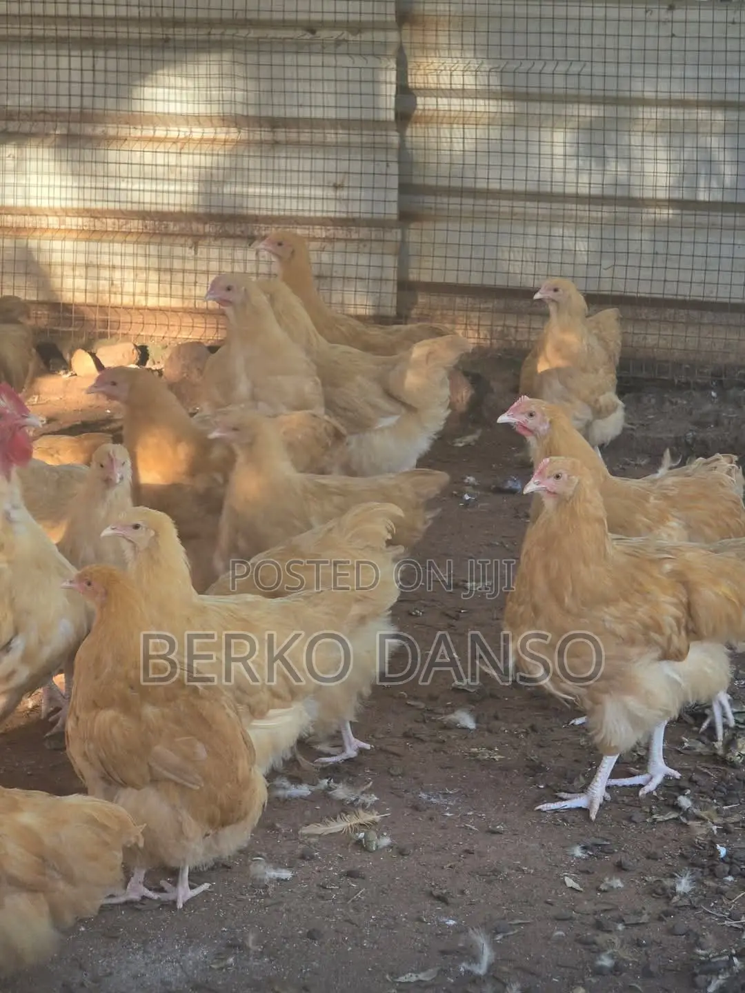 Buff Orpington