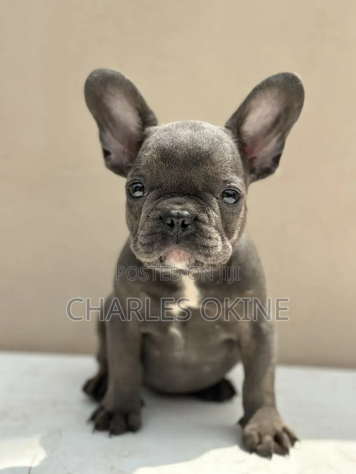 1-3 months Male Purebred French Bulldog