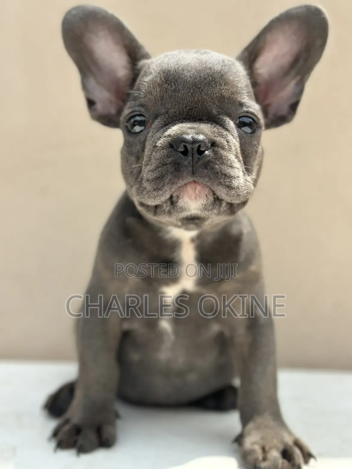1-3 months Male Purebred French Bulldog