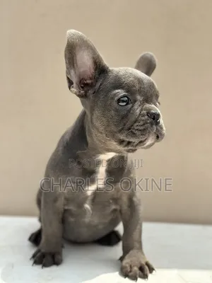 1-3 months Male Purebred French Bulldog