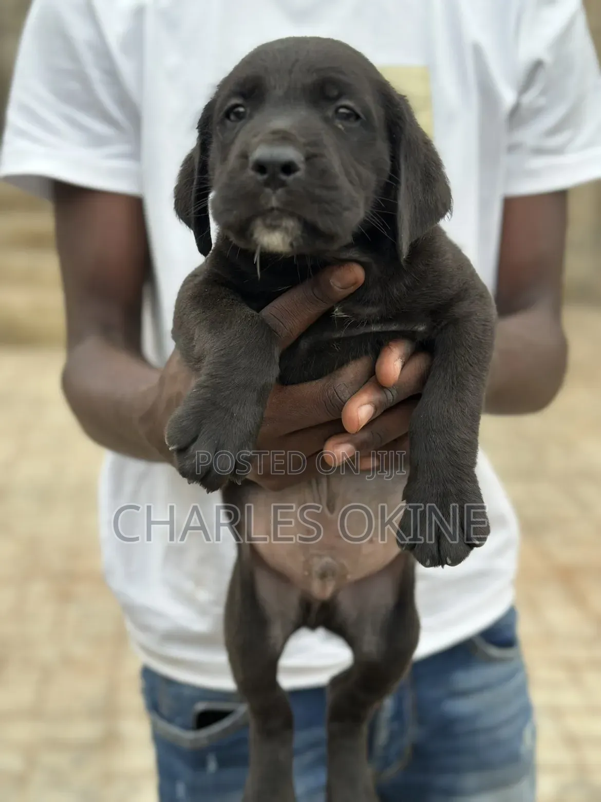 1-3 months Female Purebred Boerboel