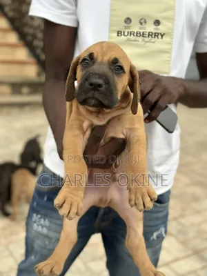 1-3 months Female Purebred Boerboel