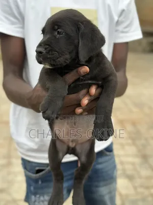 1-3 months Female Purebred Boerboel