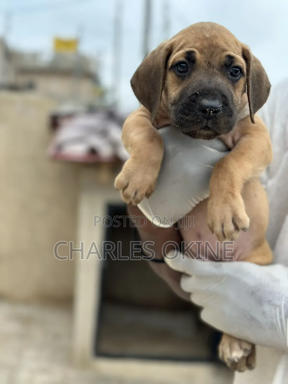 1-3 months Female Purebred Boerboel