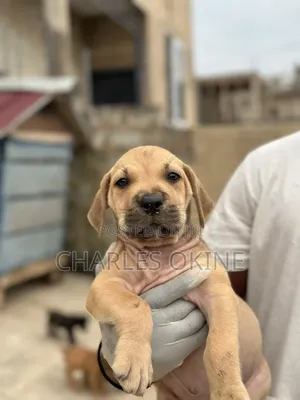 1-3 months Female Purebred Boerboel