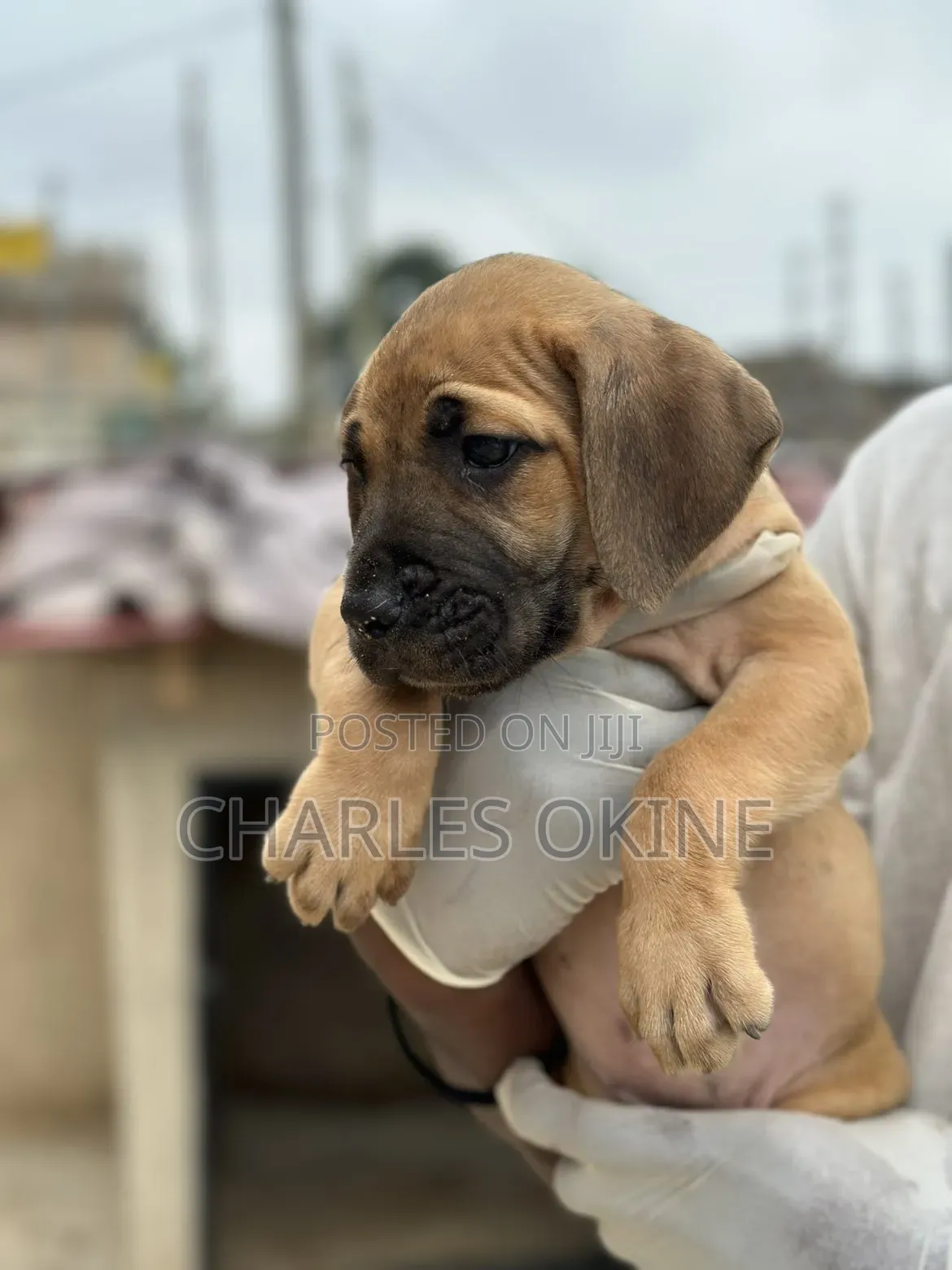 1-3 months Female Purebred Boerboel