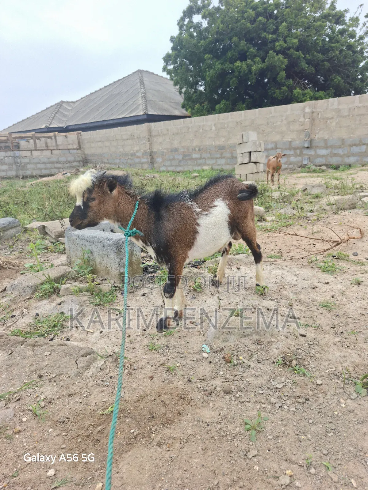 2 Livestock Animal
