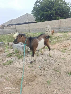 2 Livestock Animal
