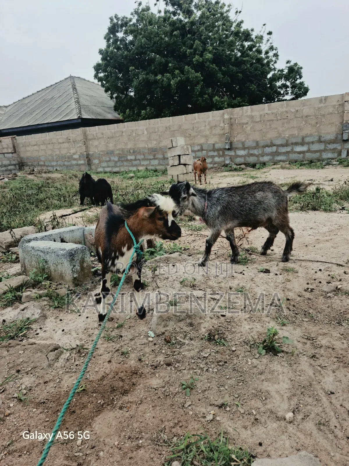 2 Livestock Animal