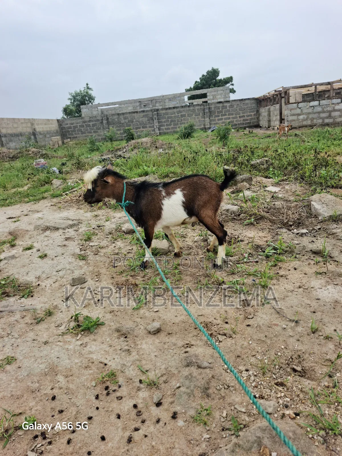 2 Livestock Animal