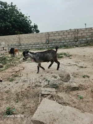2 Livestock Animal