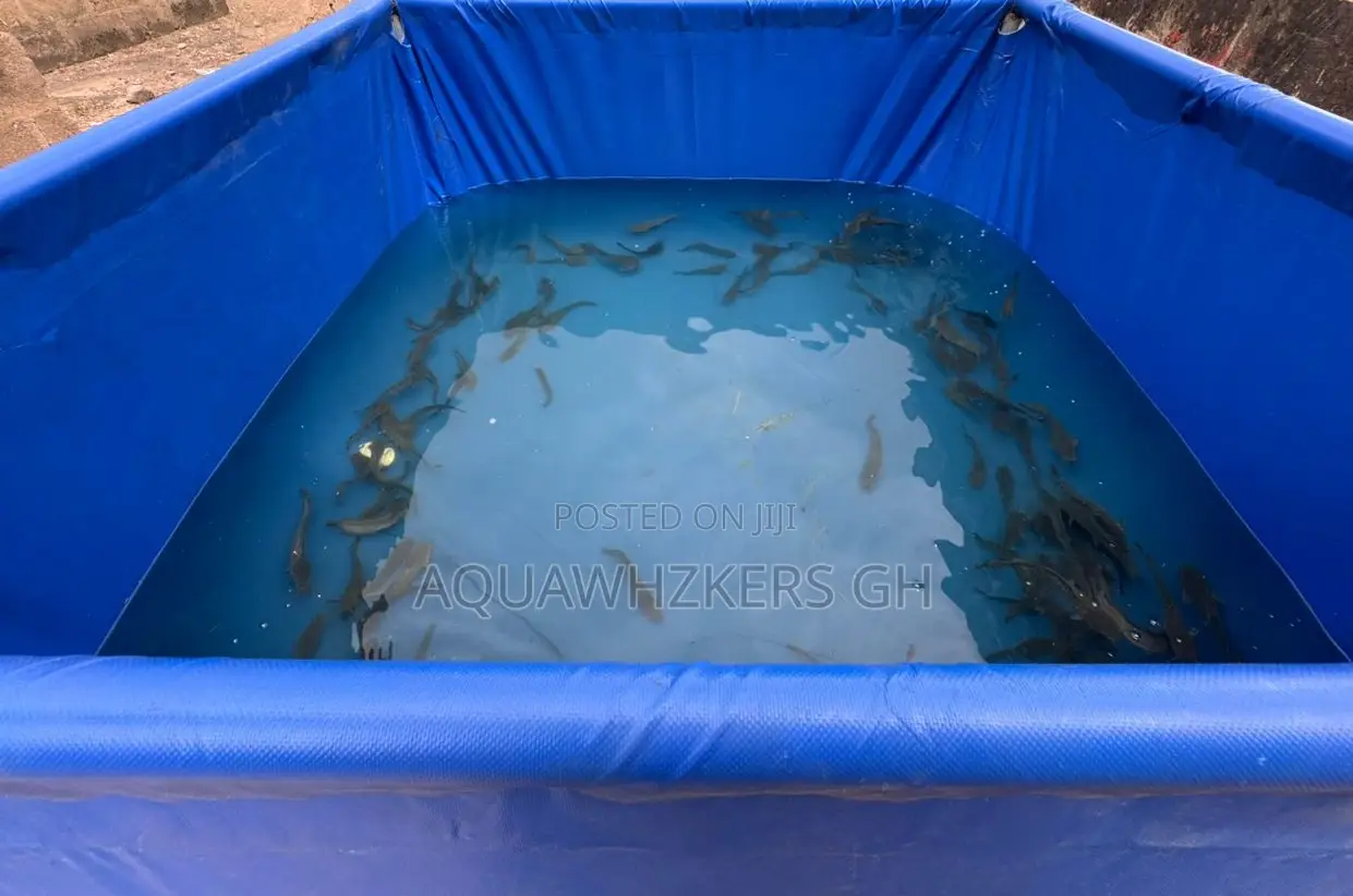 Beginner Fish Farming Package