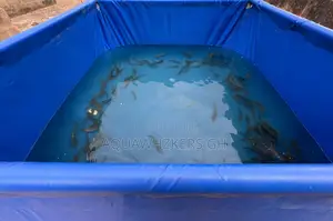Beginner Fish Farming Package