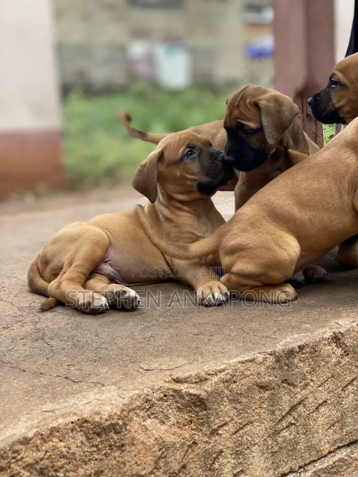 1-3 months Male Purebred Boerboel
