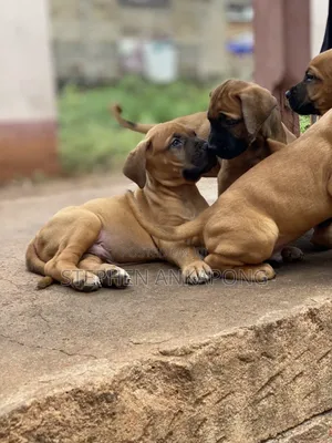 1-3 months Male Purebred Boerboel