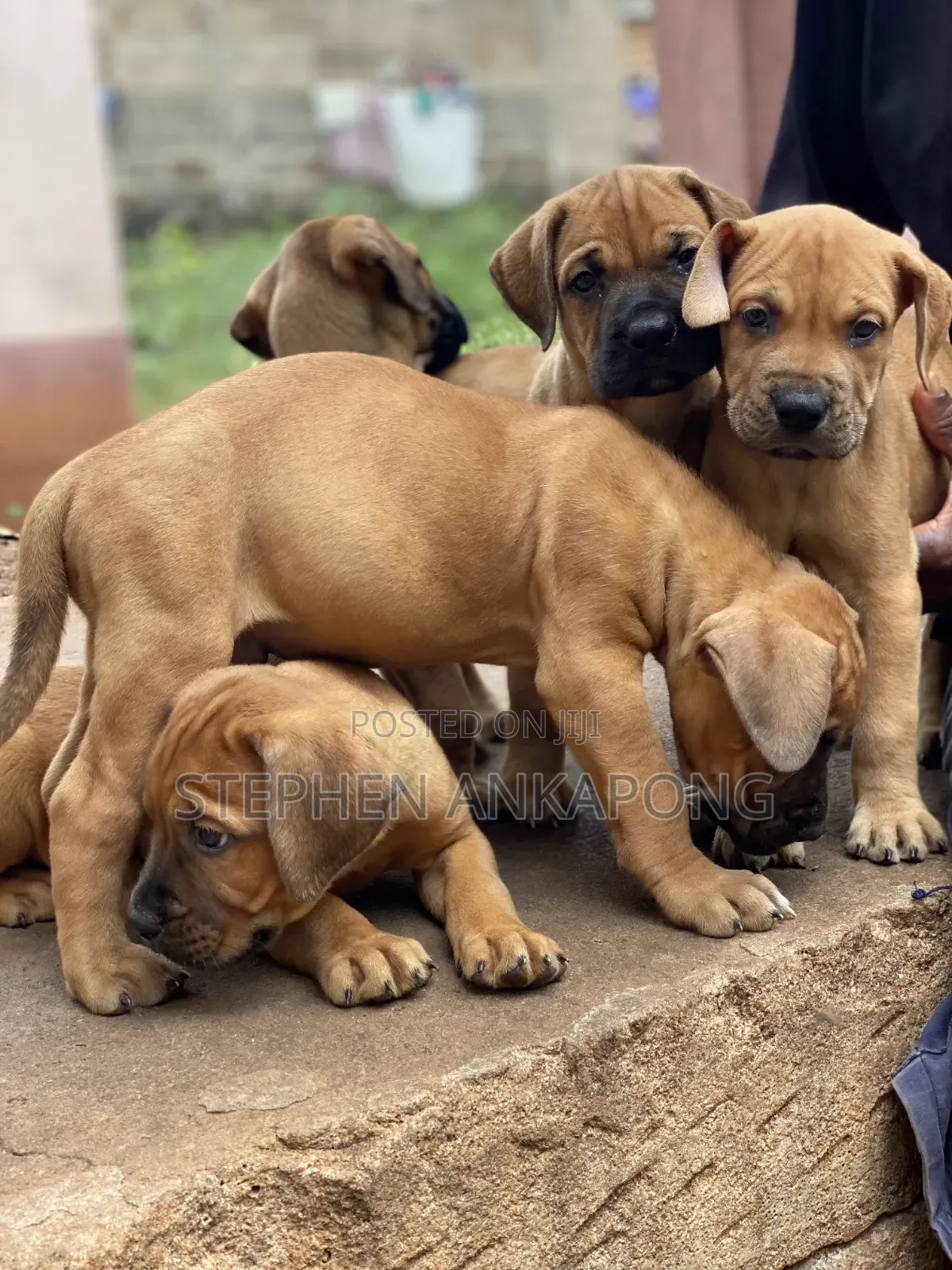 1-3 months Male Purebred Boerboel