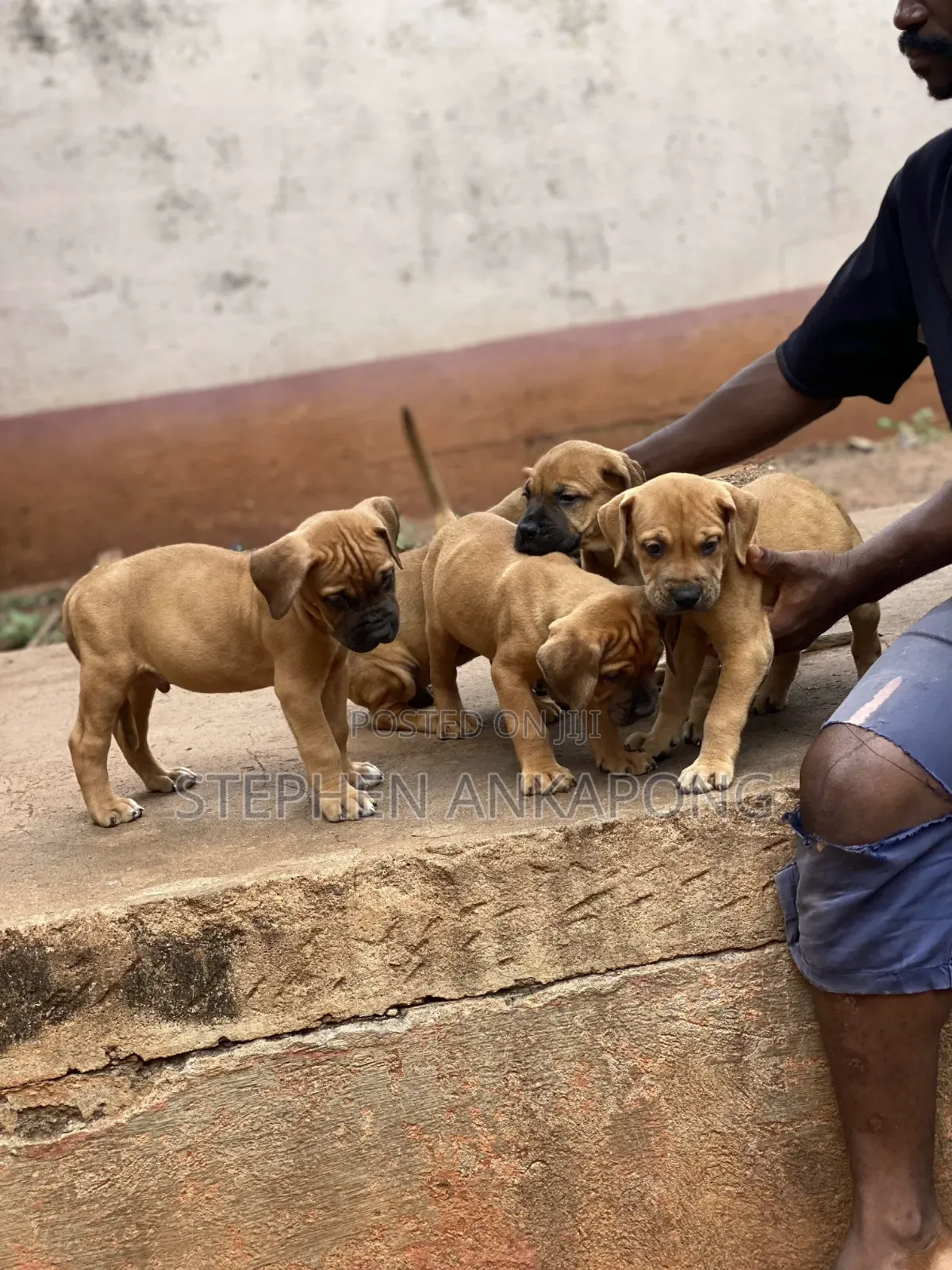 1-3 months Male Purebred Boerboel
