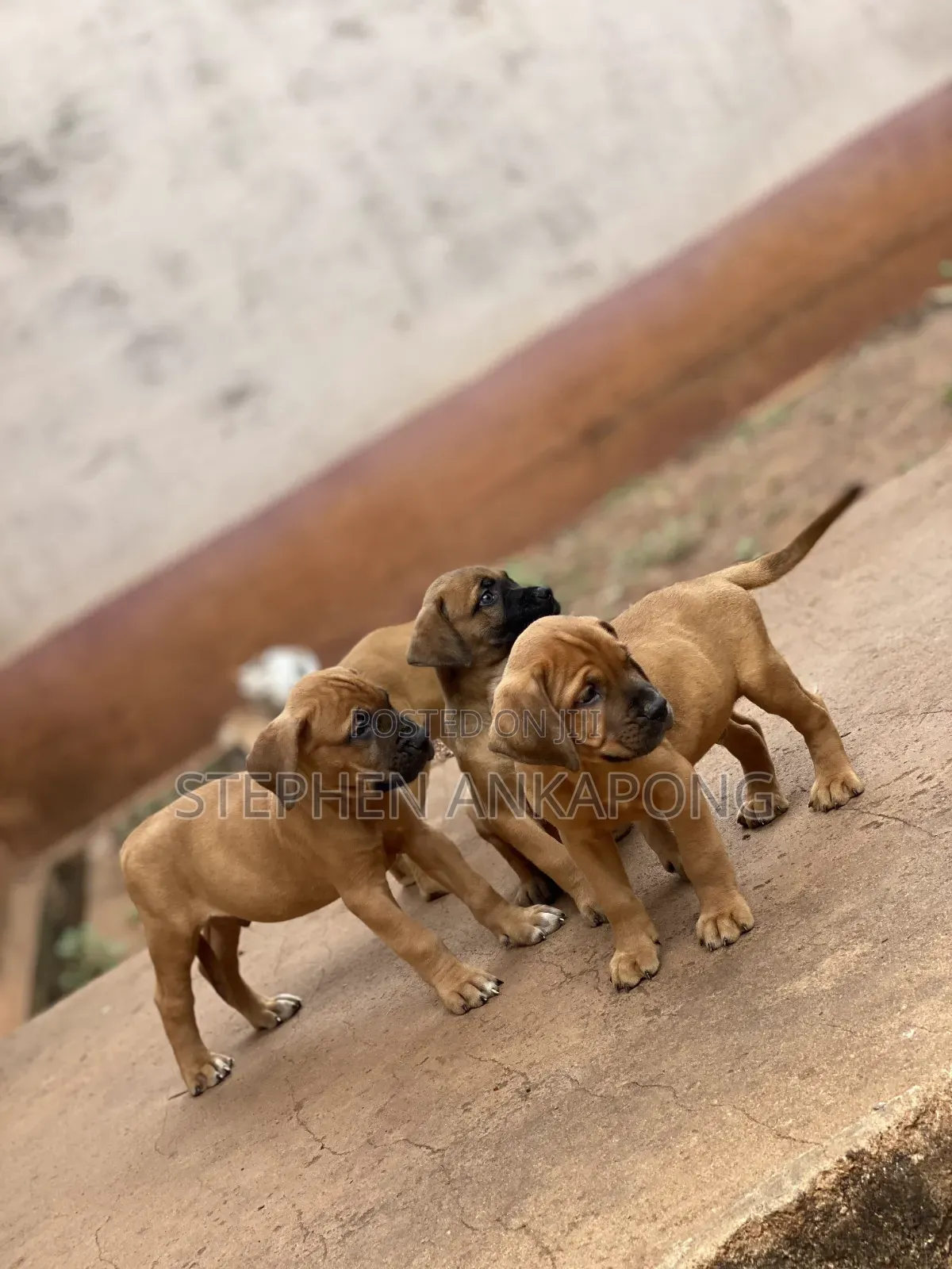 1-3 months Male Purebred Boerboel