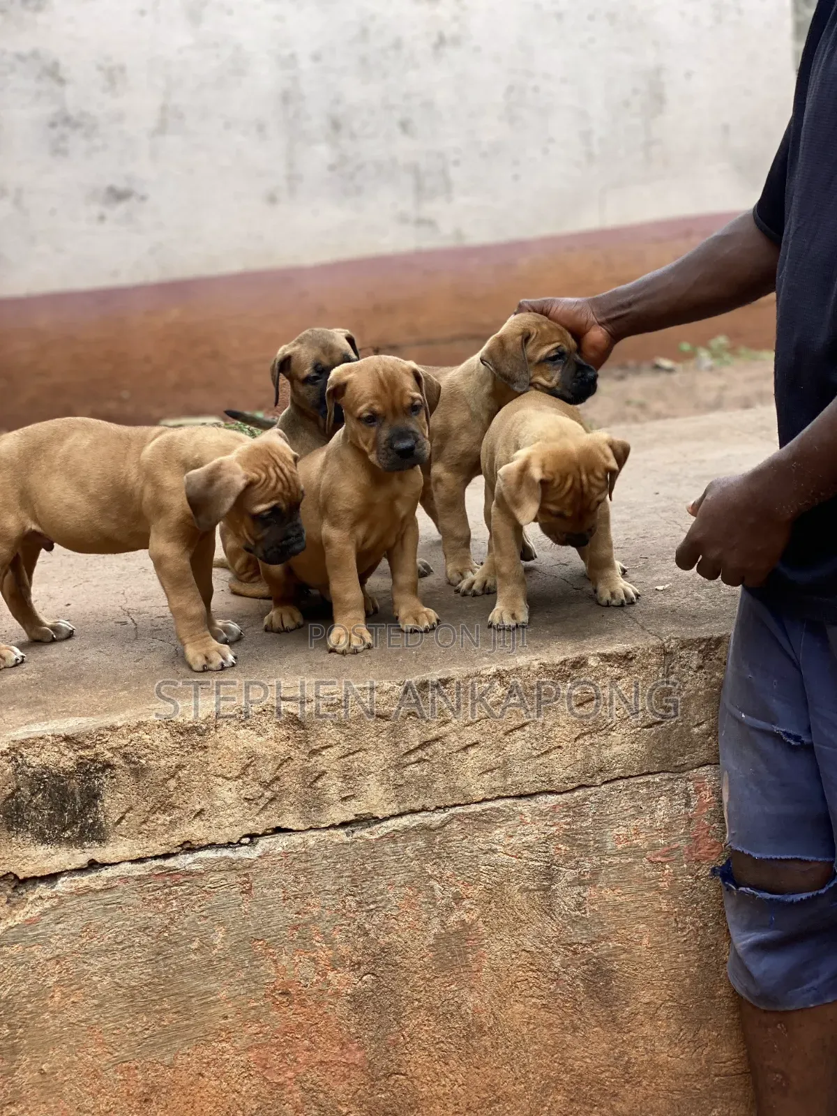 1-3 months Male Purebred Boerboel