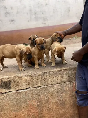 1-3 months Male Purebred Boerboel