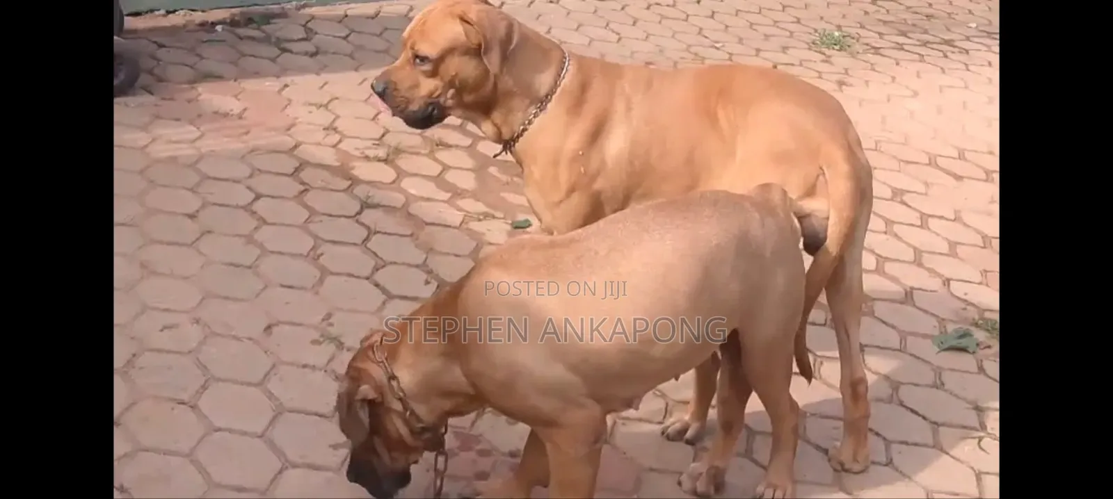 1-3 months Male Purebred Boerboel