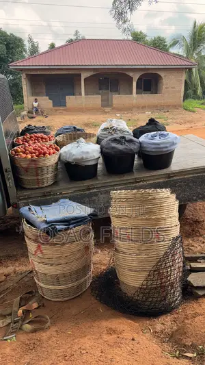 Tomato (Local and Navrongo)