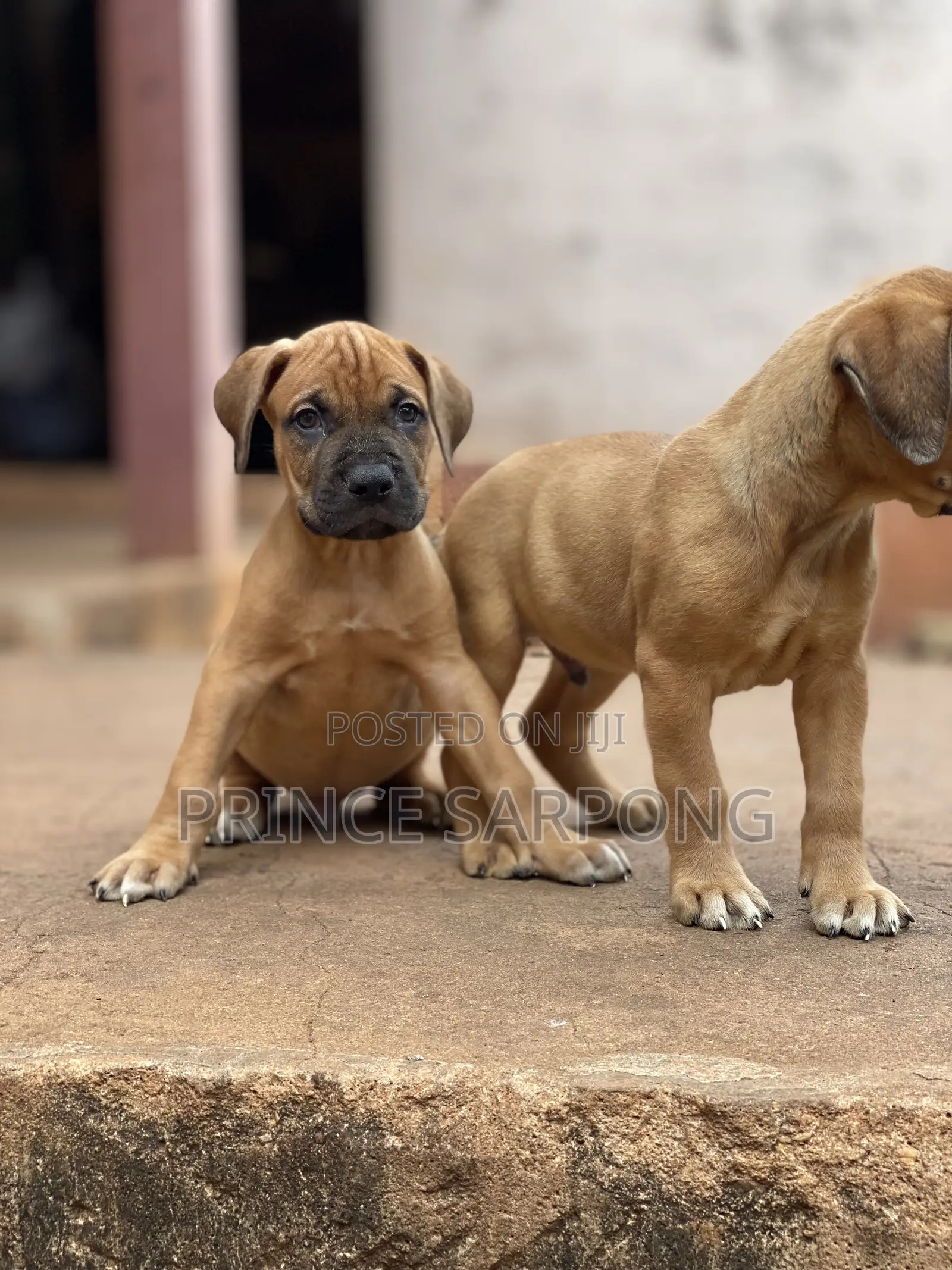 1-3 months Male Purebred Boerboel
