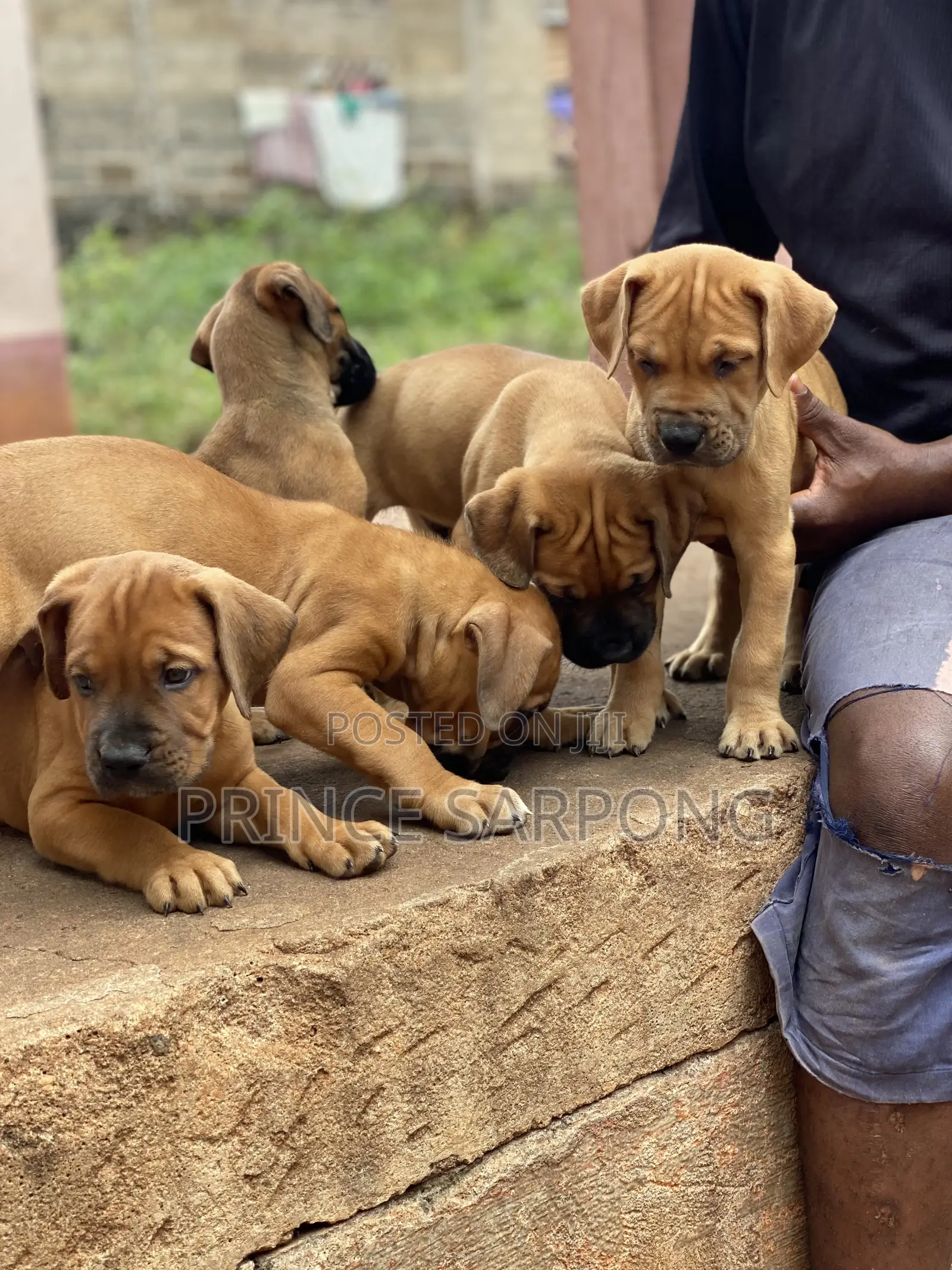 1-3 months Male Purebred Boerboel
