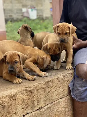 1-3 months Male Purebred Boerboel