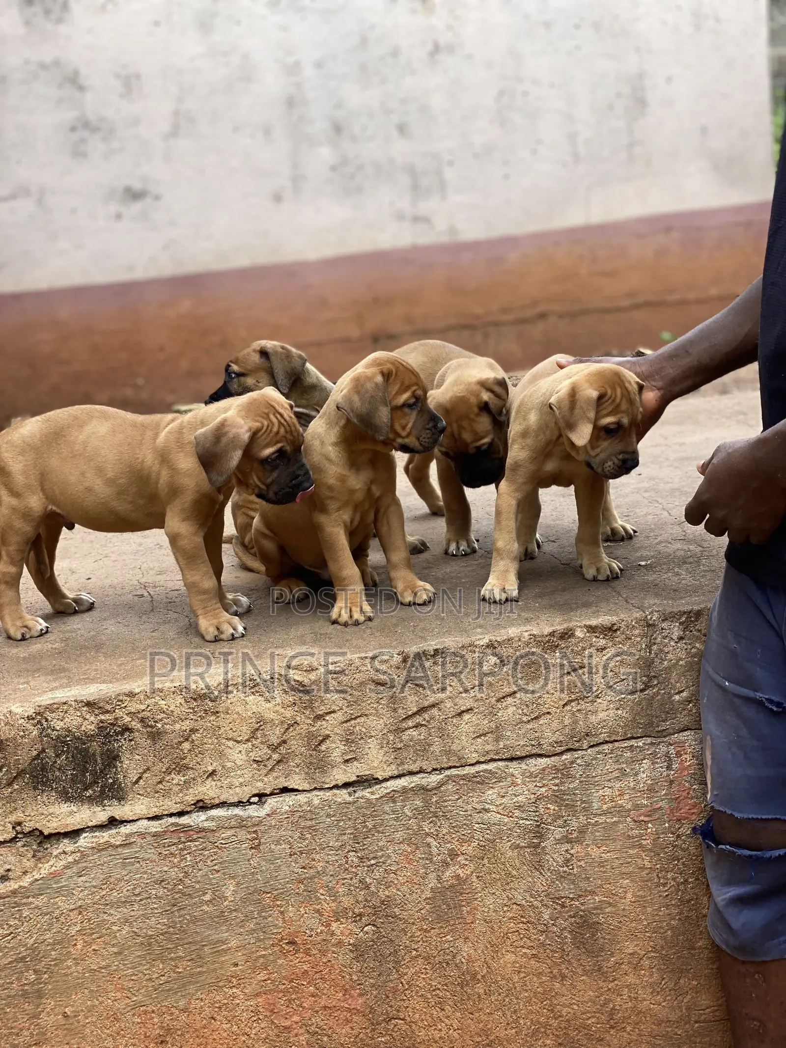 1-3 months Male Purebred Boerboel