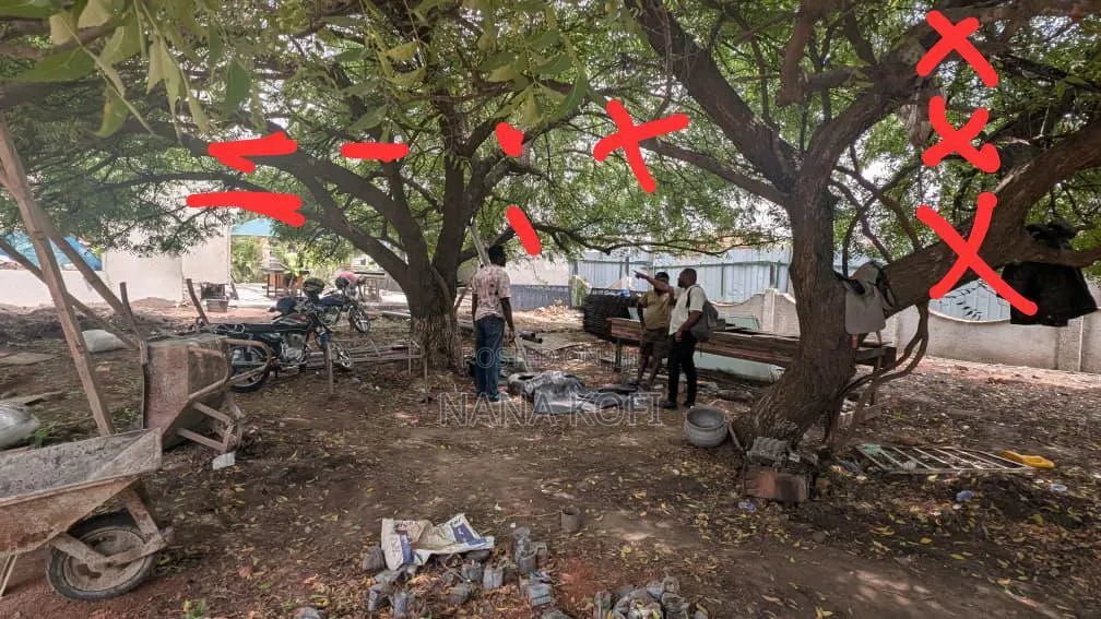 Tree Cutting, Prunning, Trimming With Chainsaw Operator