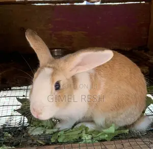 Rabbit Farming