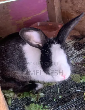 Rabbit Farming