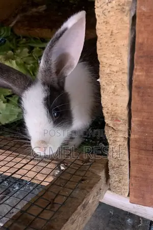 Rabbit Farming