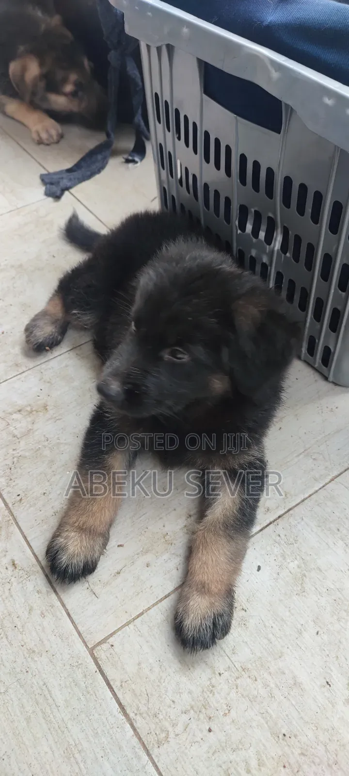 1-3 months Female Purebred German Shepherd