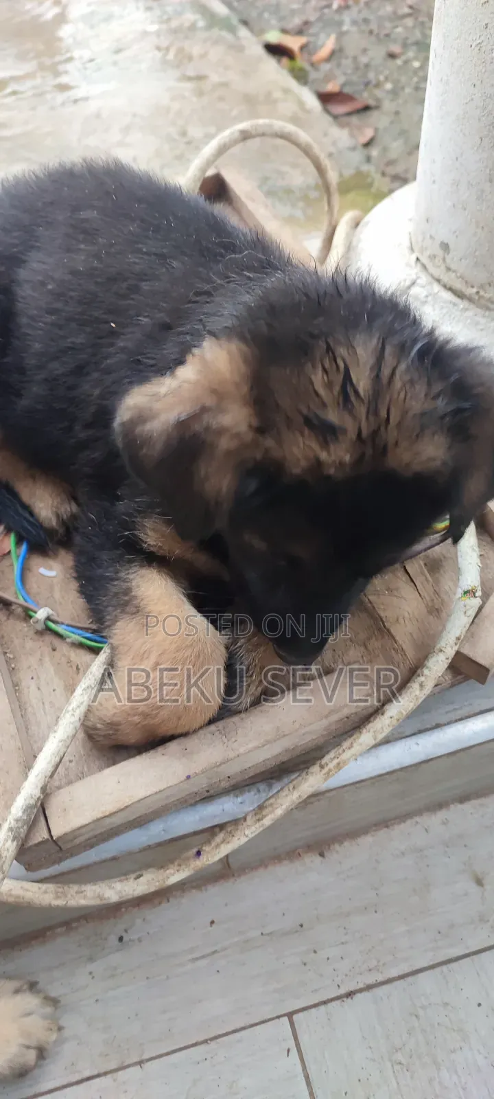 1-3 months Female Purebred German Shepherd