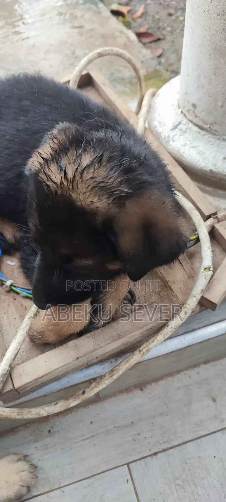 1-3 months Female Purebred German Shepherd