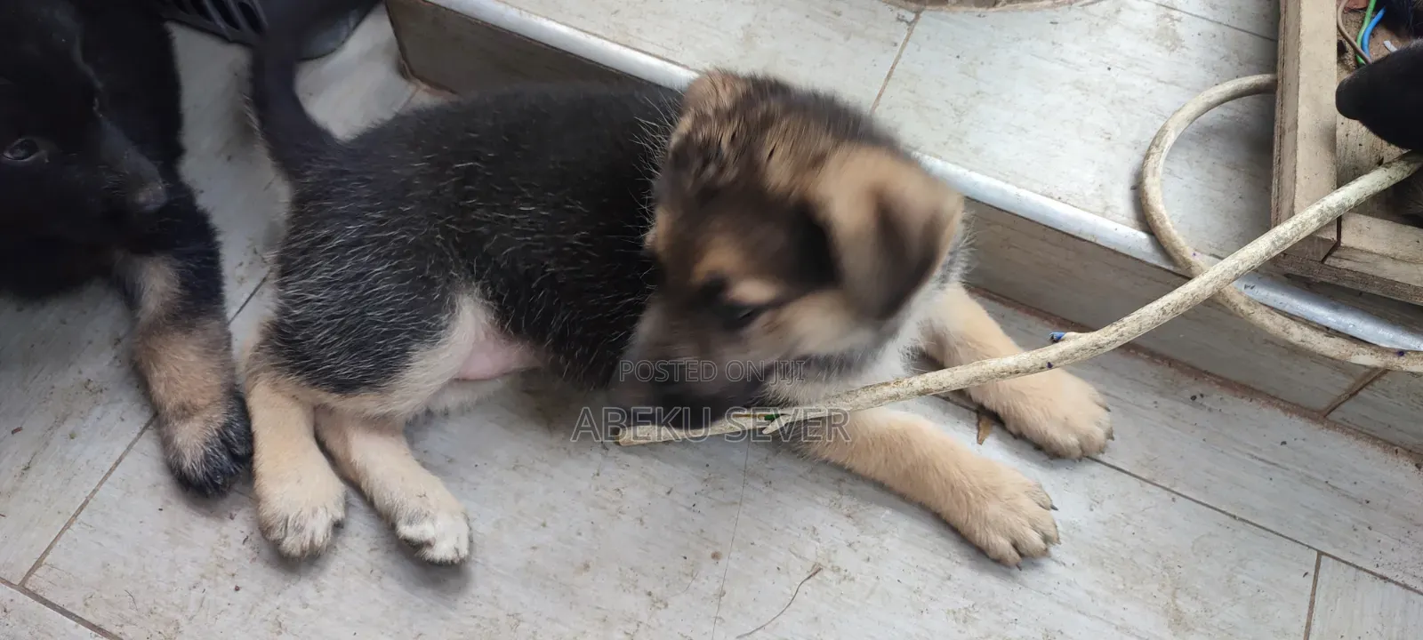 1-3 months Female Purebred German Shepherd