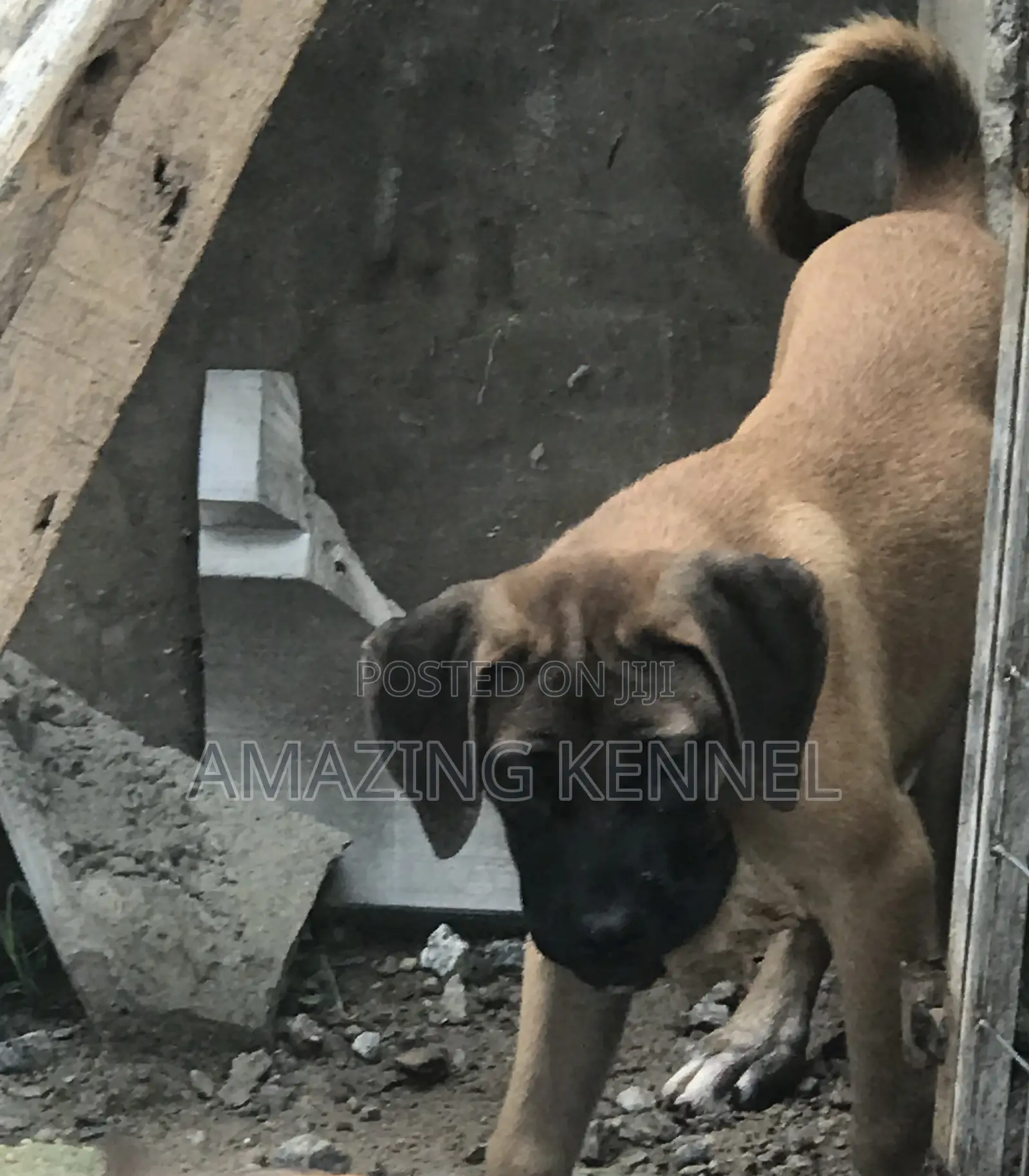 3-6 months Female Purebred Boerboel