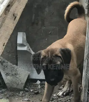 3-6 months Female Purebred Boerboel