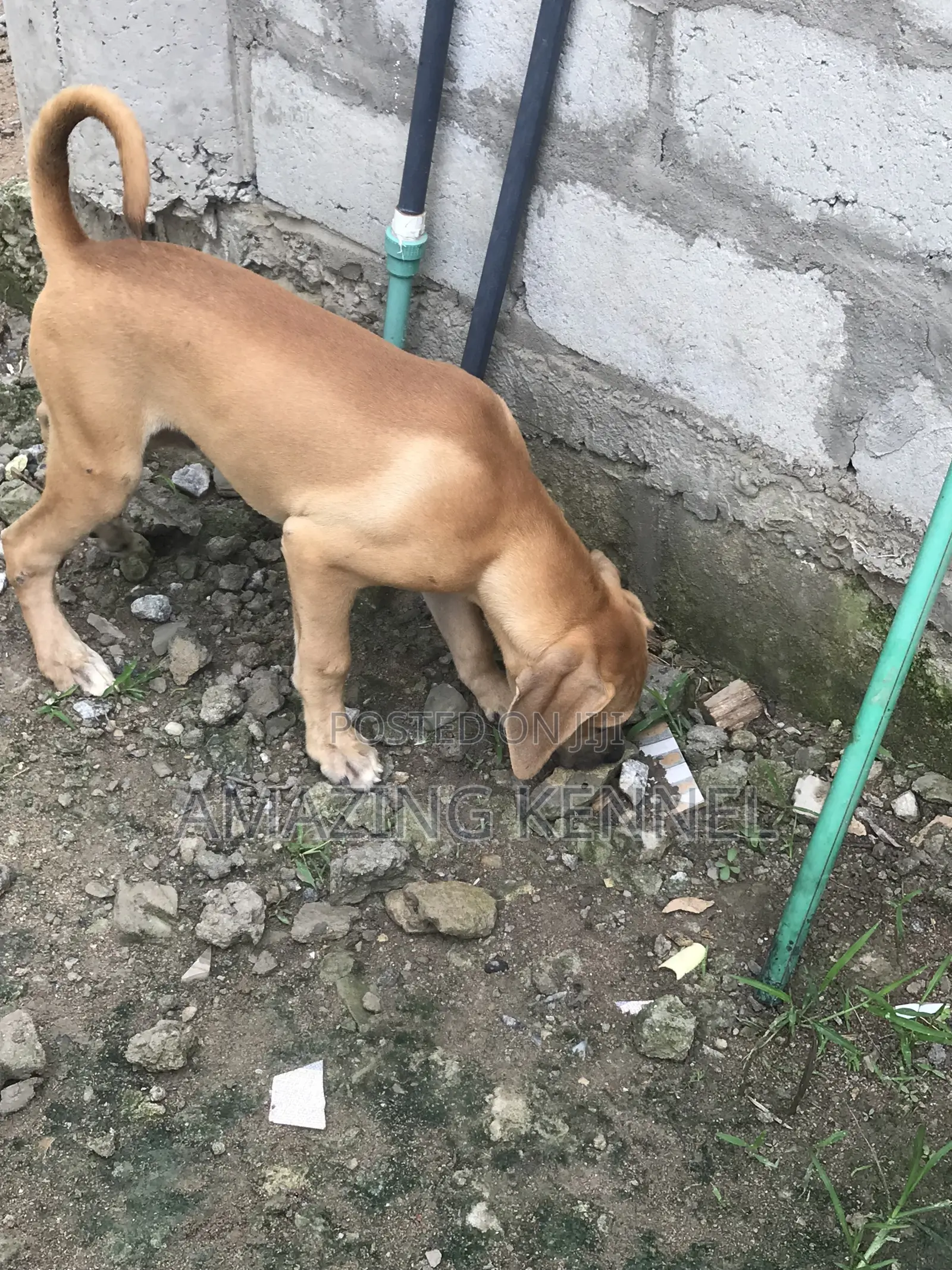 3-6 months Female Purebred Boerboel