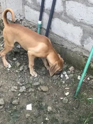 3-6 months Female Purebred Boerboel