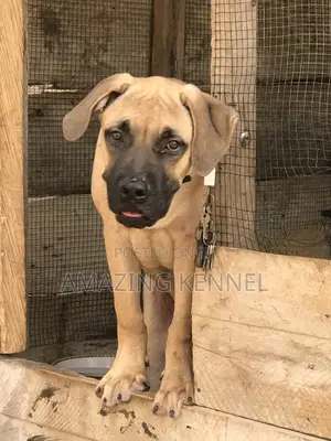 3-6 months Female Purebred Boerboel