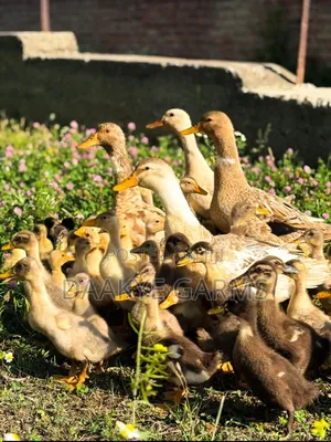 Ducks Available for Sale