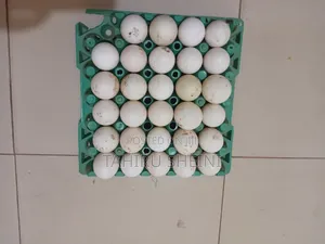 Pekin Duck Eggs (Fertilized)