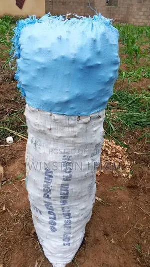 Potato's for Wholesale